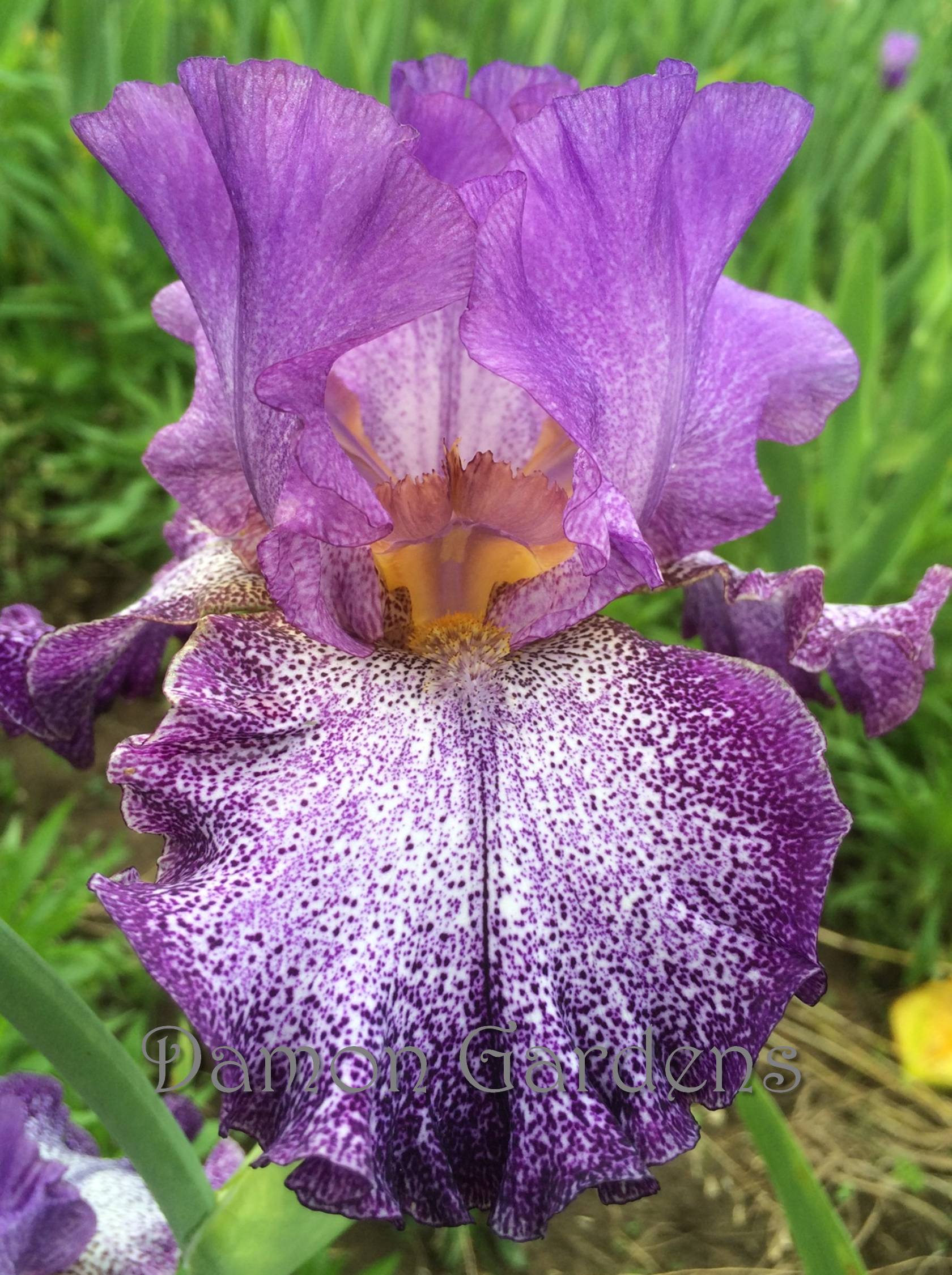 Iris Celestial Explosion